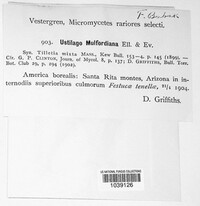 Ustilago mulfordiana image